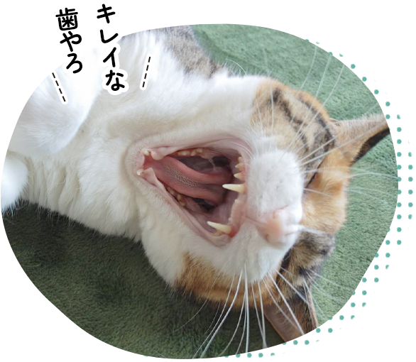 キレイな歯やろ