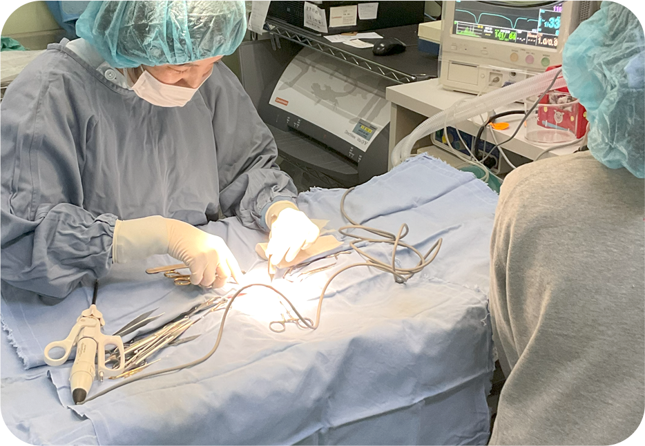 手術の様子