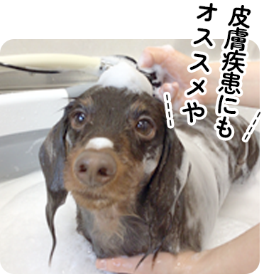 皮膚疾患にもオススメや～