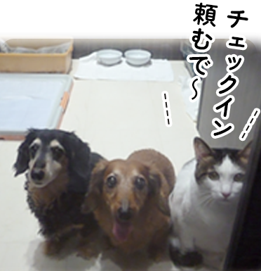 チェックイン頼むで～